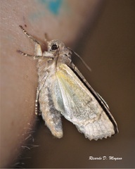 Eriopyga limonis