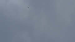 Nannopterum brasilianum