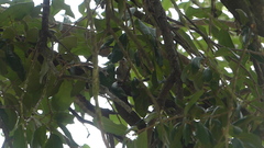 Mniotilta varia