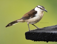 Campylorhynchus griseus