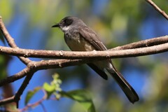 Rhipidura rufiventris