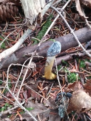 Tolypocladium capitatum