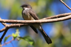 Rhipidura rufiventris