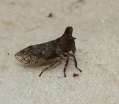 Microcentrus perditus