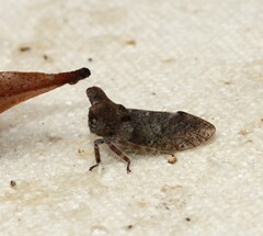 Microcentrus perditus