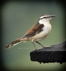 Campylorhynchus griseus