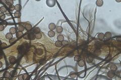 Paradiachea caespitosa