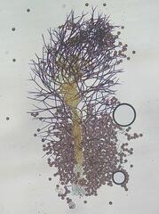 Paradiachea caespitosa