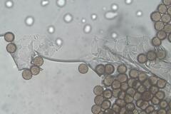 Paradiachea caespitosa