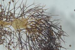 Paradiachea caespitosa