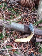 Tolypocladium capitatum