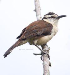 Campylorhynchus griseus