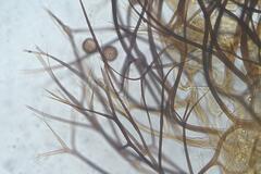 Paradiachea caespitosa