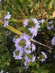 Scaevola crassifolia