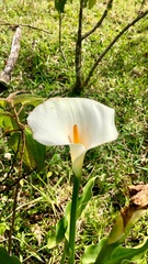 Zantedeschia