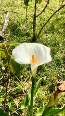 Zantedeschia aethiopica image