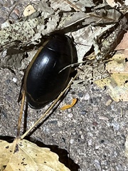 Dytiscus verticalis