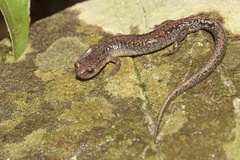 Plethodon sherando