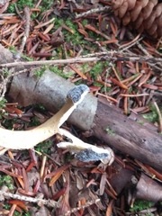 Tolypocladium capitatum