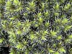 Racomitrium elongatum