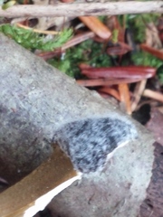 Tolypocladium capitatum