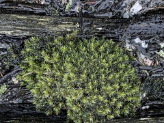 Racomitrium elongatum