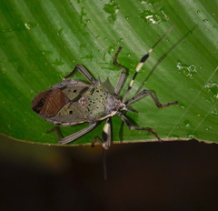 Molchina hopei