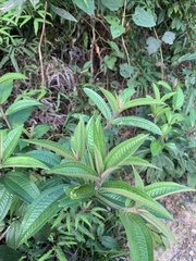 Miconieae