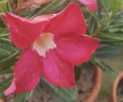 Adenium