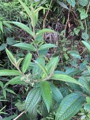 Miconieae