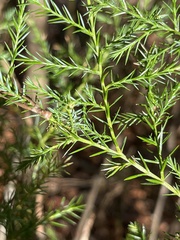 Juniperus virginiana