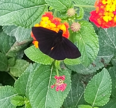 Ephyriades