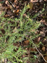 Juniperus virginiana