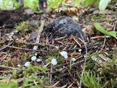 Strobilurus trullisatus