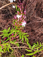 Jasminum polyanthum