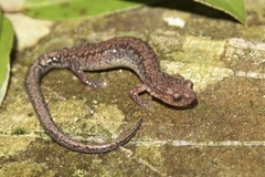 Plethodon sherando