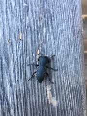 Zopheridae