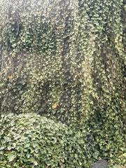 Hedera helix