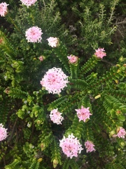Pimelea ferruginea