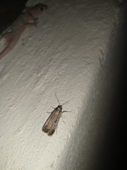Tathorhynchus exsiccata