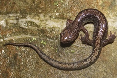 Plethodon sherando