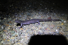 Ambystoma 'unisexual complex'