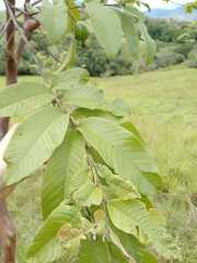 Psidium