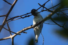 Vireo solitarius