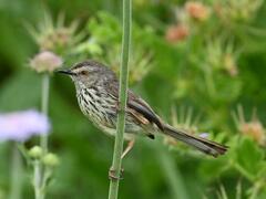 Prinia maculosa maculosa