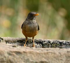 Turdus olivaceus