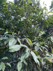 Miconia