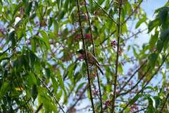 Myzomela obscura