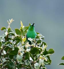 Nectarinia famosa famosa
