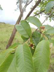 Psidium guajava